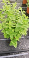 Oreganopflanze, Majoranpflanze, Origanum vulgare, Origanum majorana